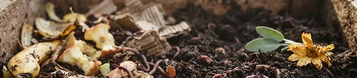 Close up of a person's hands holding organic kitchen scraps like carrot peels and coffee grounds above an open vermicompost bin filled with bedding and worms.