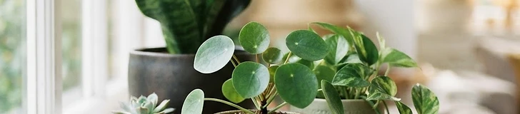 A variety of green houseplants like a Monstera and a Snake plant arranged on a wooden shelf in a sunlit living room.