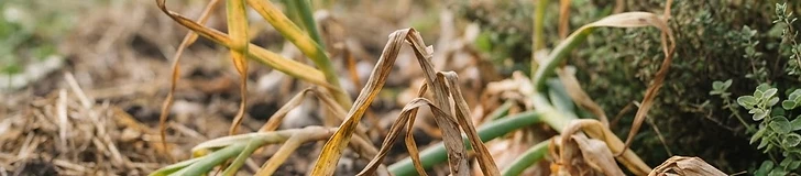 A close-up of a gardener's hands gently lifting a bulb of garlic out of dark, rich garden soil with green stalks still attached.