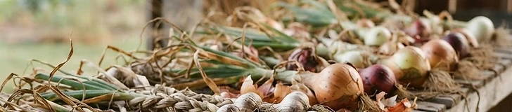 Freshly harvested garlic bulbs and onions spread out on a wooden rack in a shaded, well-ventilated garden shed to dry.