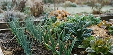 A raised garden bed covered in a thick layer of straw mulch with white frost coating the edges of the wooden frame on a bright autumn morning.