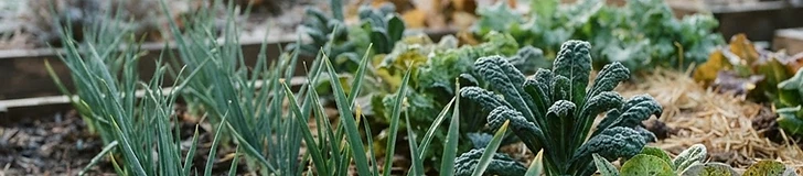 A raised garden bed covered in a thick layer of straw mulch with white frost coating the edges of the wooden frame on a bright autumn morning.
