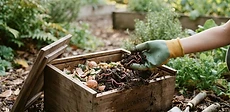 A young child holding a handful of dark, rich compost while looking at red wiggler worms in a plastic bin.