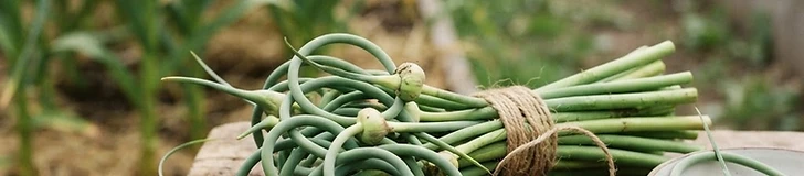 A close-up view of a gardener's hand holding a bunch of freshly harvested, curly green garlic scapes in a sunny vegetable garden.