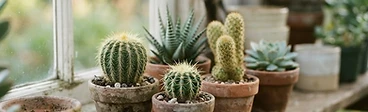 A close-up of a vibrant green prickly pear cactus sitting in a terracotta pot on a sunny wooden windowsill with a shallow depth of field.