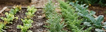 The Strategic Gardener: Preventing Disease Before It Starts