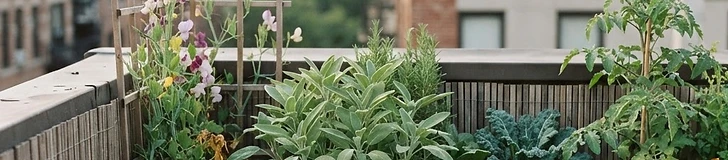 A rooftop patio featuring rows of lightweight fabric grow bags filled with lush green kale and tomato plants against a city skyline.