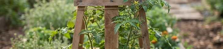 A close-up of a gardener attaching a tomato vine to a sturdy wooden trellis using green flexible garden twine in a sunlit raised bed.