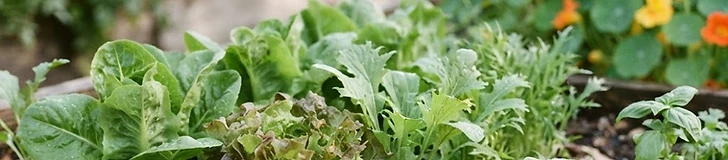 Instant Gratification: Fast-Growing Vegetables for New Gardeners