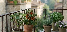 A close-up of a small, bright red tomato plant growing in a terracotta pot on a sunny apartment balcony with a metal railing.