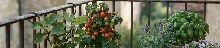 A close-up of a small, bright red tomato plant growing in a terracotta pot on a sunny apartment balcony with a metal railing.