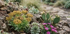 A cluster of vibrant green and purple Sempervivum succulents growing in a rock garden with a light dusting of snow on the petals.