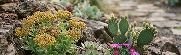 A cluster of vibrant green and purple Sempervivum succulents growing in a rock garden with a light dusting of snow on the petals.