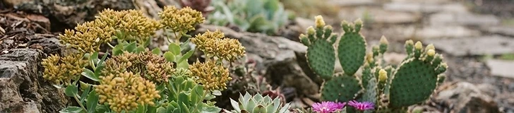 A cluster of vibrant green and purple Sempervivum succulents growing in a rock garden with a light dusting of snow on the petals.