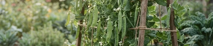 Close-up of vibrant green pea vines climbing up a nylon mesh netting in a lush spring garden.