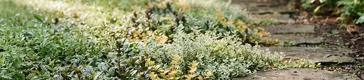 A vibrant garden pathway lined with low-growing green creeping thyme and purple phlox flowers instead of traditional turf grass.