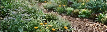 A close-up of a keyhole garden bed showing a central path surrounded by lush vegetables and diverse flowering pollinator plants.