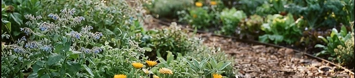A close-up of a keyhole garden bed showing a central path surrounded by lush vegetables and diverse flowering pollinator plants.