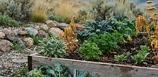 A raised garden bed covered with a translucent plastic hoop house on a crisp autumn morning with frost on the surrounding grass.