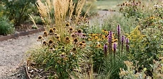 A vibrant garden bed featuring native purple coneflowers and black-eyed Susans framed by a clean, manicured grass lawn edge.