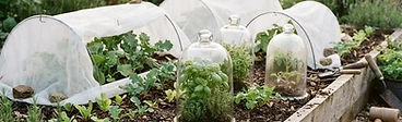 Young vegetable seedlings protected under white frost cloth and glass cloches in a raised garden bed.