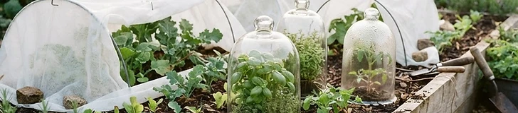 Young vegetable seedlings protected under white frost cloth and glass cloches in a raised garden bed.