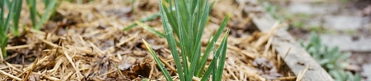A close-up of garlic shoots emerging through a thick layer of straw mulch in an early spring vegetable garden.