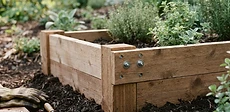 A close-up shot of a pair of hands using a cordless drill to secure a cedar board to a corner post of a raised garden bed.