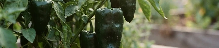 A close-up of several dark green poblano peppers hanging on a lush, healthy garden plant with green foliage in the background.