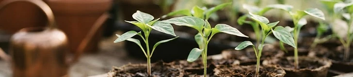 A close-up of vibrant hot pepper seedlings growing in a divided seed starting tray under a bright grow light indoors.