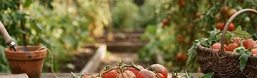 A wicker basket overflowing with oblong, bright red San Marzano and Roma tomatoes sitting on a rustic wooden garden bench in the sunshine.
