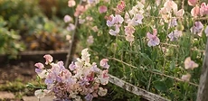 A close-up of a bouquet of ruffled pink and purple sweet pea flowers in a clear glass vase sitting on a wooden garden table.