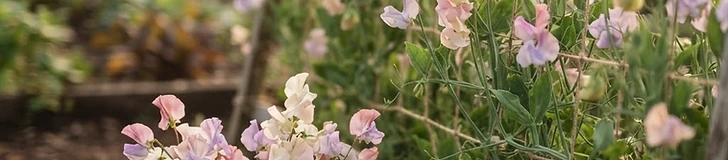 A close-up of a bouquet of ruffled pink and purple sweet pea flowers in a clear glass vase sitting on a wooden garden table.