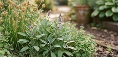 A close-up of a gardener's hands harvesting fresh green thyme and sage leaves in a vibrant, sunlit home garden.