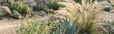 A close-up of a drought-tolerant garden featuring purple coneflowers and silver-leafed succulents growing in well-drained mulch.