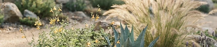 A close-up of a drought-tolerant garden featuring purple coneflowers and silver-leafed succulents growing in well-drained mulch.