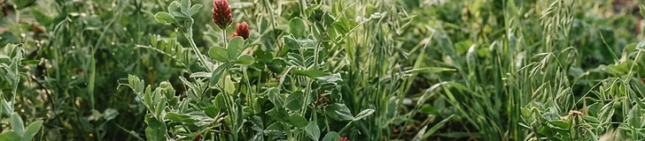 A close-up of a garden bed featuring a mix of lush green clover and tall rye grass growing in neat rows.