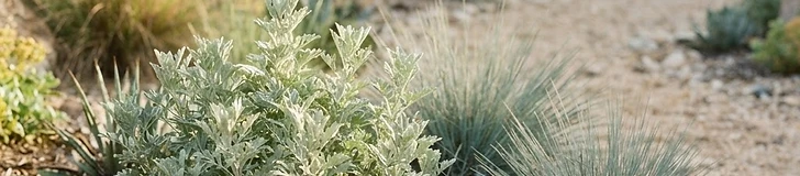 A modern garden path filled with light grey crushed stone surrounded by drought-tolerant plants like lavender and ornamental grasses in the bright afternoon sun.