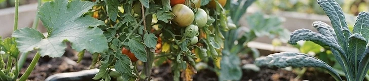 A close-up view of a vibrant green tomato plant growing in a raised garden bed with a handful of organic fertilizer pellets resting on a gardener's gloved palm.