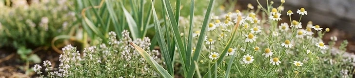 A close-up of vibrant green chives growing alongside bright orange carrots in a raised garden bed with loose, dark soil.