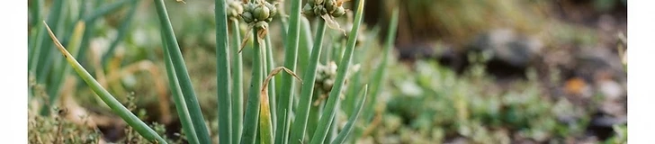 A close-up view of Egyptian walking onion stalks featuring clusters of small, red-tinged bulbils forming at the top of the plant in a raised garden bed.