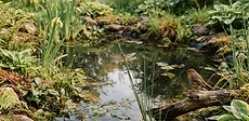 A small backyard garden pond with smooth river stones around the edge, surrounded by lush native ferns and aquatic plants.