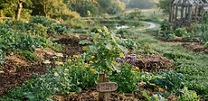 A gardener standing in a lush, multi-layered permaculture garden featuring young fruit trees surrounded by groundcover plants and small, wood-lined pathways.