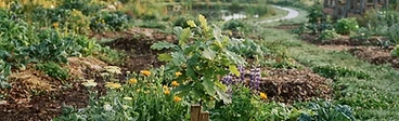 A gardener standing in a lush, multi-layered permaculture garden featuring young fruit trees surrounded by groundcover plants and small, wood-lined pathways.