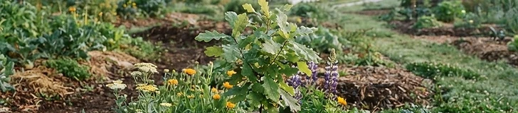 A gardener standing in a lush, multi-layered permaculture garden featuring young fruit trees surrounded by groundcover plants and small, wood-lined pathways.