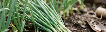 A close-up view of a gardener's hands harvesting a handful of fresh, vibrant green bunching onions from a small wooden raised bed.