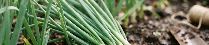 A close-up view of a gardener's hands harvesting a handful of fresh, vibrant green bunching onions from a small wooden raised bed.
