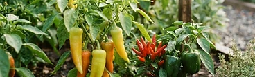 A close-up of vibrant red and green pepper plants growing in black nursery containers on a sunny wooden deck.