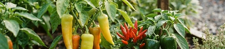 A close-up of vibrant red and green pepper plants growing in black nursery containers on a sunny wooden deck.