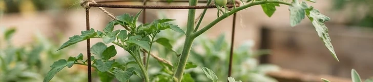 A close-up of a gardener's hands applying granular organic fertilizer to the soil at the base of a young, healthy tomato plant.